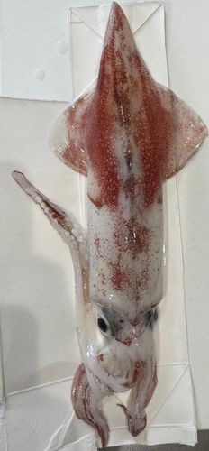 ケンサキイカの釣果