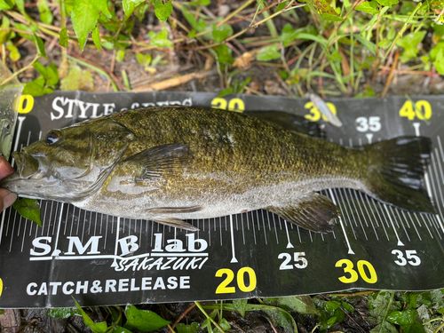 スモールマウスバスの釣果