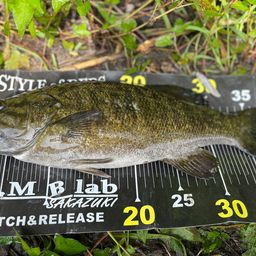 スモールマウスバス