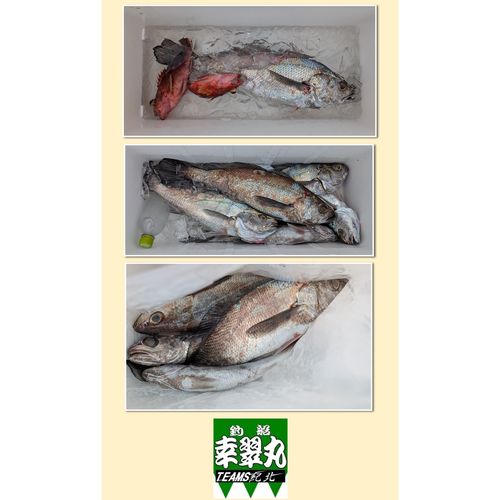 クログチの釣果