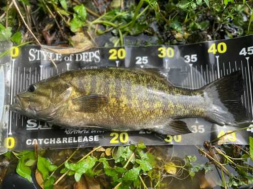 スモールマウスバスの釣果