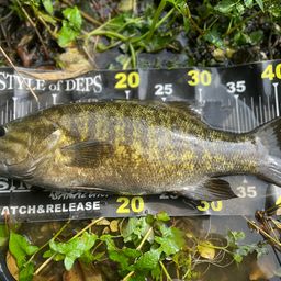 スモールマウスバス