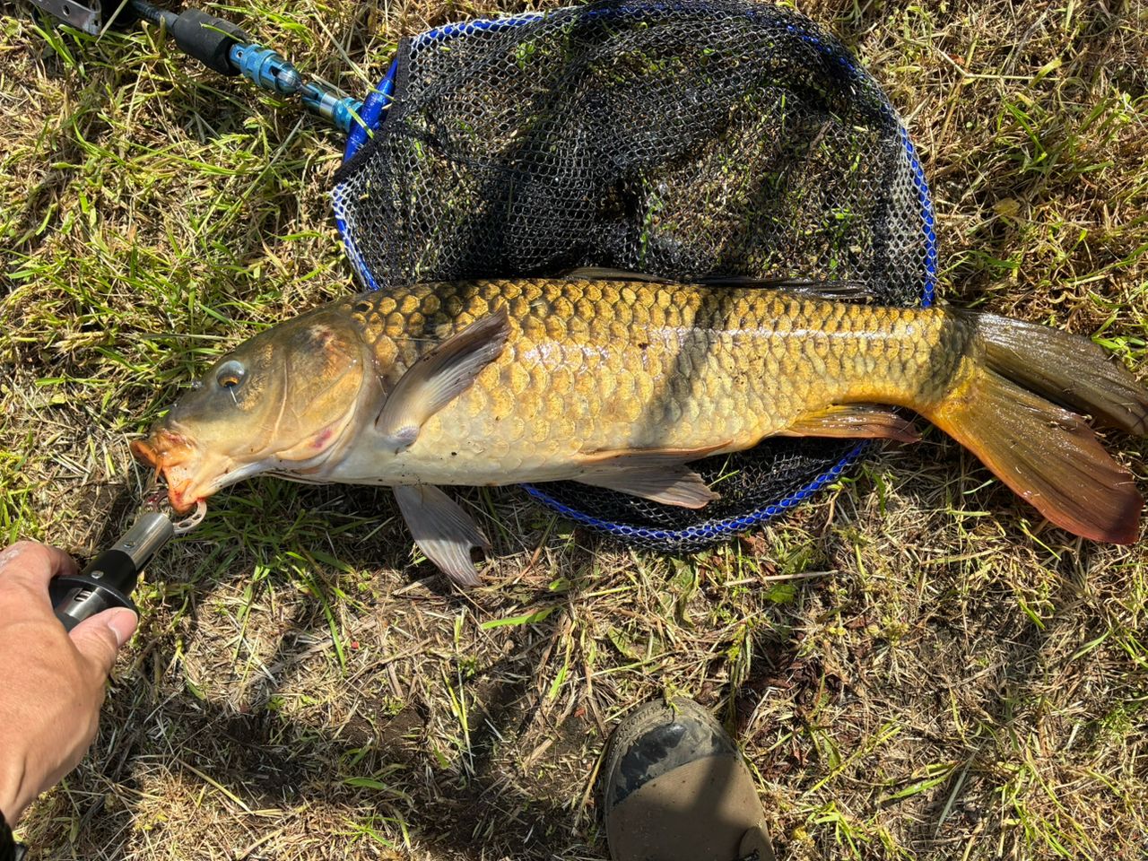 SHIMANO 20ゾディアス 169MH-S/2の最安値・インプレ・釣果 | 本音の