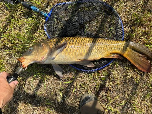 コイの釣果