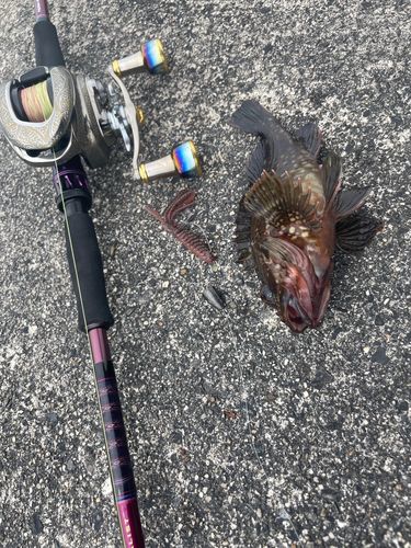 ガシラの釣果