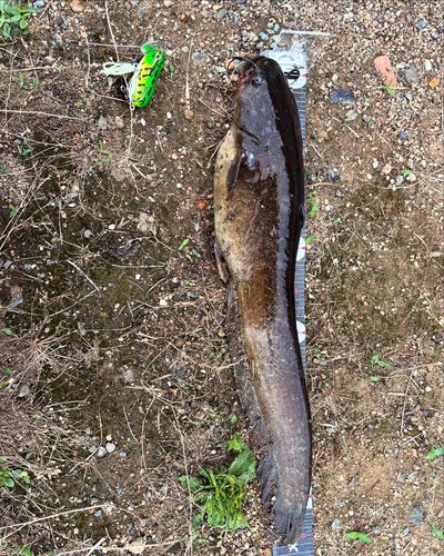 ナマズの釣果