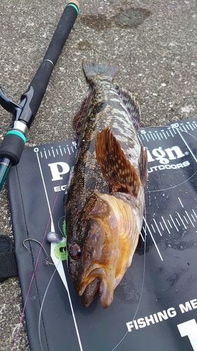 アイナメの釣果