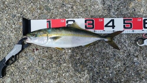 ハマチの釣果