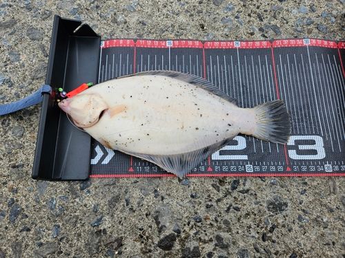 クロガシラガレイの釣果