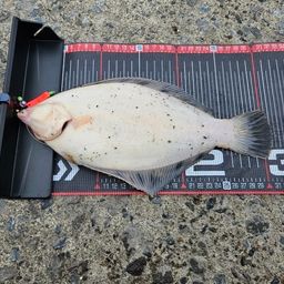 クロガシラガレイ