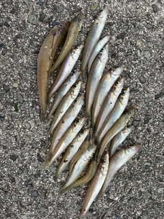 キスの釣果