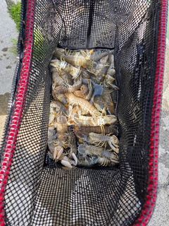 シャコの釣果