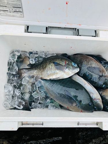 メジナの釣果