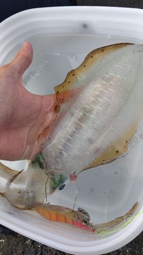 アオリイカの釣果