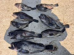 クロソイの釣果