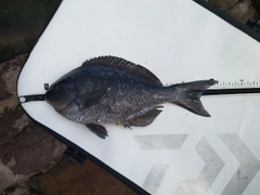 メジナの釣果