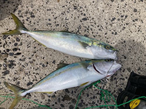 ヤズの釣果