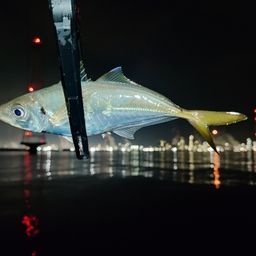 アジ