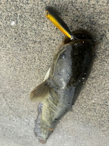 ナマズの釣果
