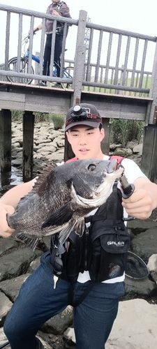 チヌの釣果