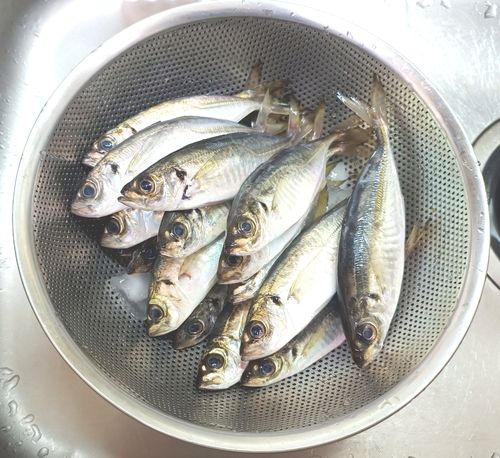 アジの釣果