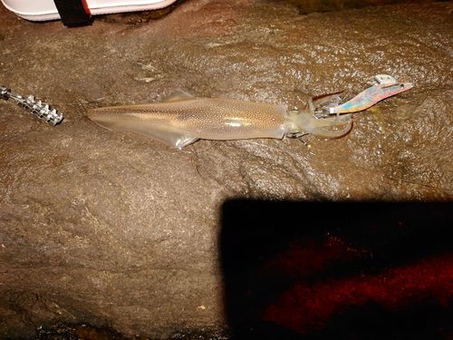 ヤリイカの釣果