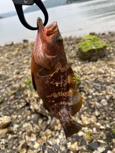 キジハタの釣果