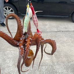 マダコ