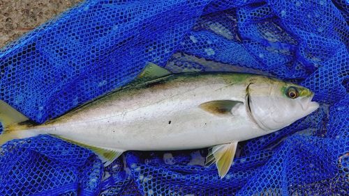 ハマチの釣果