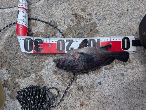 ムラソイの釣果