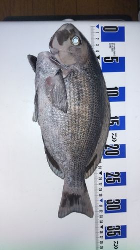 グレの釣果