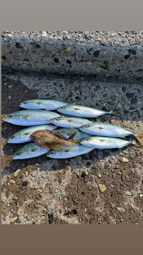 フクラギの釣果