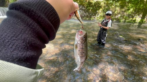 ヤマメの釣果