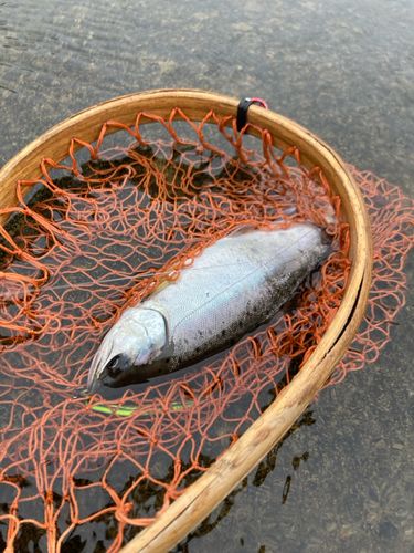アマゴの釣果