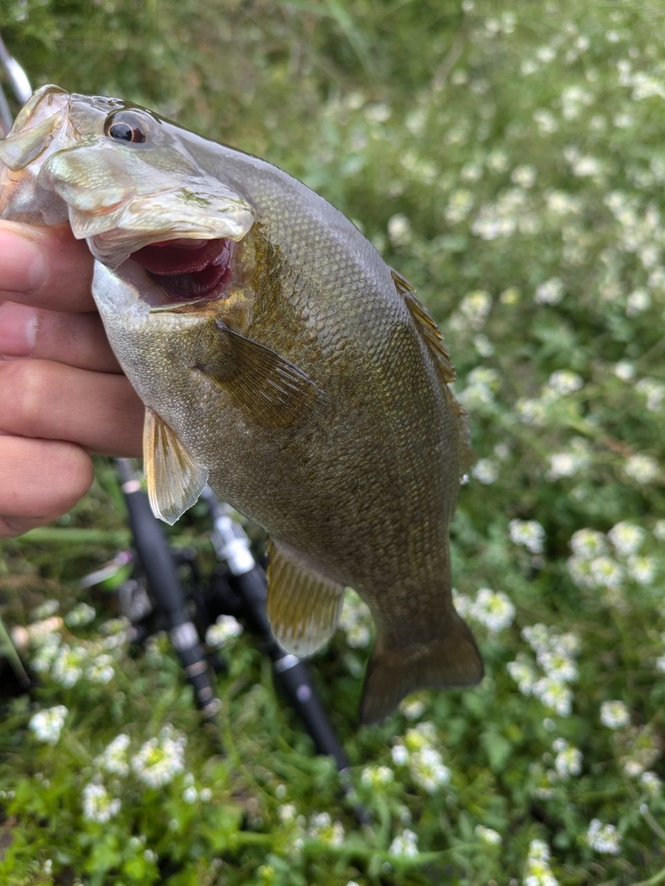 スモールマウスバス