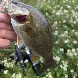 スモールマウスバス