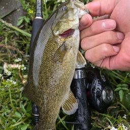 スモールマウスバス