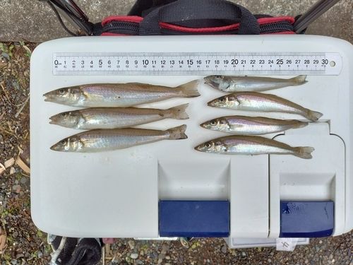 シロギスの釣果