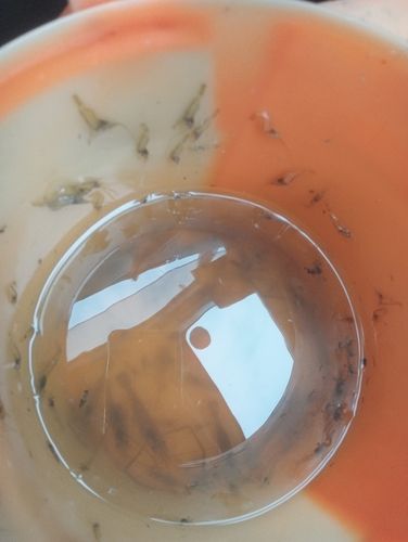 テナガエビの釣果