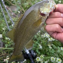 スモールマウスバス