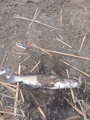 アメリカナマズの釣果