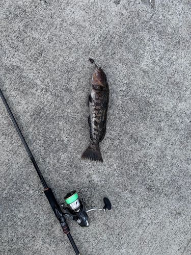 アイナメの釣果