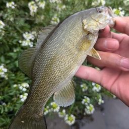 スモールマウスバス