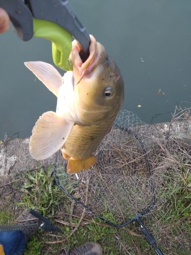コイの釣果
