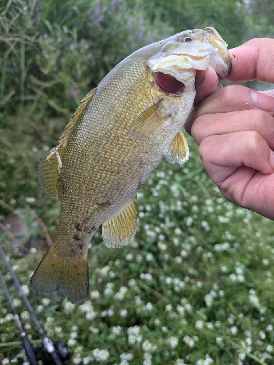 スモールマウスバス