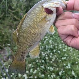 スモールマウスバス