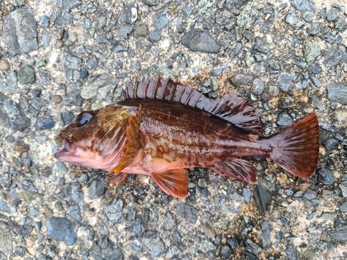 カサゴの釣果