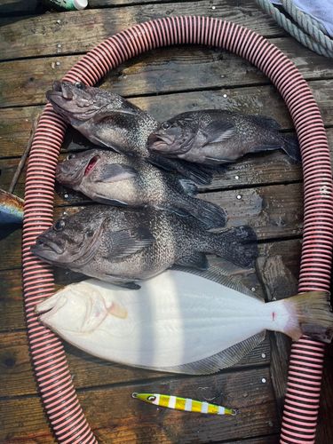ヒラメの釣果