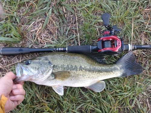 ラージマウスバスの釣果