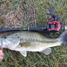 ラージマウスバス